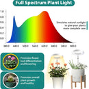 HaloGrow - Adjustable LED Full Spectrum Grow Light For Indoor Plants - Kalinzy